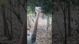 Rheas amp Peccaries amazonazoo [upl. by Nahama177]