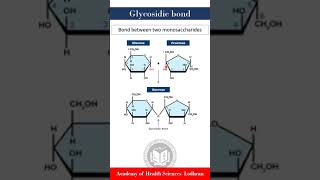 Glycosidic bond bond between monosaccharides  Biochemistry  by Imran Yaseen [upl. by Iormina257]