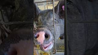 Fun at the Burleson County Fair pig carnival farmer livestock itsgood country [upl. by Neiht]