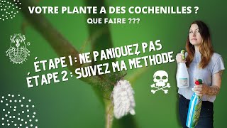 Votre plante a des cochenilles  Que faire  Facile suivez ma méthode [upl. by Angeli403]