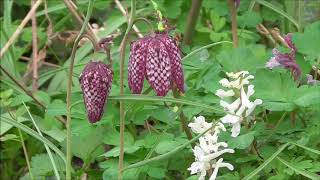 Hofgarten Seltene Schachbrettblumen  Rare chess flowers  Fritillaria meleagris [upl. by Aranaj]