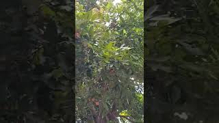 jamaica ackee tree [upl. by Theall]