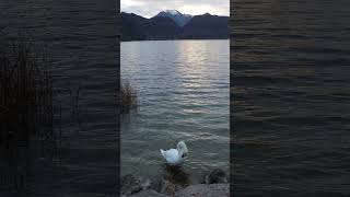 Ein Schwan am Mondsee [upl. by Arbuckle]