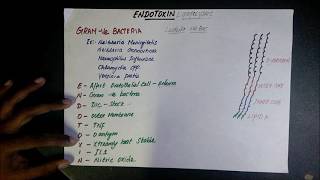 Microbiology Endotoxin [upl. by Takken]