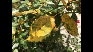 Why Are My Leaves Suddenly Turning Yellow Overnight [upl. by Tace806]