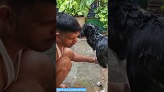 🛁🛁 song doglover love youtubeshorts shorts puppy play [upl. by Aseret]