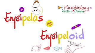 Erysipelothrix vs Erysipelas of Streptococcus pyogenes Group A Streptococci  Comparison [upl. by Aicert]