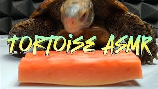 Best video ASMR Turtle Tortoise indotestudo forsteni eating fruit papaya [upl. by Nnylatsirk7]