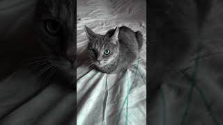 music remix bass cat memes [upl. by Herminia]