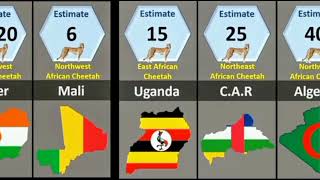 Cheetah​ population​ africa​ count​ animals​ howmany​ endangered​ types​ countries​ ir [upl. by Winny768]