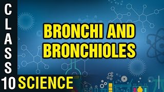 Bronchi and Bronchioles  Respiration  Class 10 Biology  Science  Digital Teacher [upl. by Travis411]