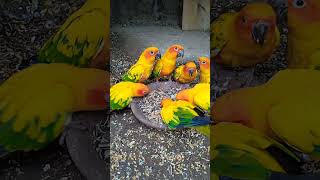 Sun conure beautiful parrot birdsvideoshortsviral [upl. by Aneda]