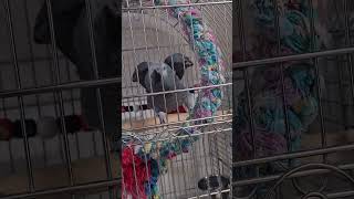 ചിക്കൂട്ടൻ Malayalam talking parrot  African grey parrot  shorts  shorts video [upl. by Ankney655]