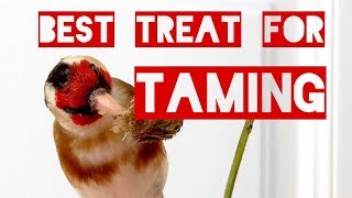 A Goldfinchs Favourite Food – THE best treat for taming [upl. by Siana]