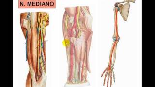 PEXO BRAQUIAL 2  N MEDIANOavi [upl. by Elonore]