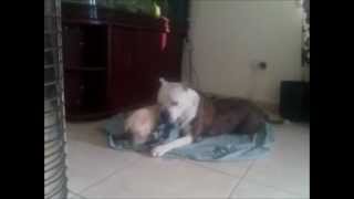 Vicious Dog Attacks a Puppy [upl. by Shear]