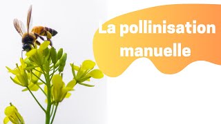 La pollinisation manuelle des COURGETTES COURGES POTIRONS [upl. by Elwin]