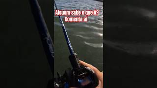 Peixe mais VELOZ que Ayrton SENA no CANAL pescaria fishing curioso fastandfurious [upl. by Asinla825]