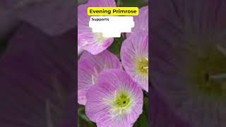 Evening Primrose Health Benefits Medicinal Herb Plant holistic medicinalplants herbalmedicine [upl. by Alemak317]