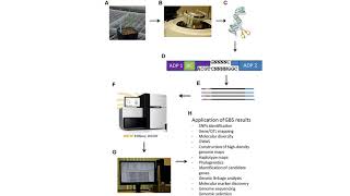 genotyping by sequencing [upl. by Aienahs707]