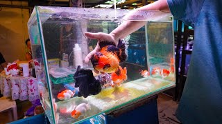 Exotic RANCHU amp ORANDA Goldfish Store Tour Singapore Goldfish [upl. by Salvucci]