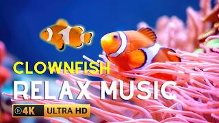 🟣4k Aquarium • Beautiful TROPICAL CLOWNFISH amp SEA ANEMONE • Relaxing Music [upl. by Wells949]