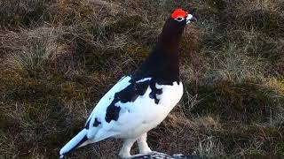 Willow Ptarmigan Lagopus lagopus🐦🦜🕊️🎵❤️ [upl. by Gothart]