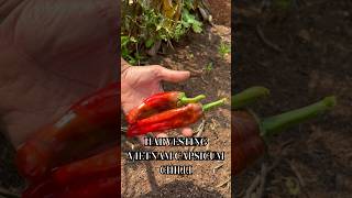 Harvesting capsicum chillies from Vietnam [upl. by Llenreb]