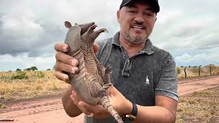 CHARLLES E TIRINGA MOSTRANDO A ROTINA DA FAZENDA DO PIAUÍ PARTE 5  COMÉDIA SELVAGEM [upl. by Onairotciv]