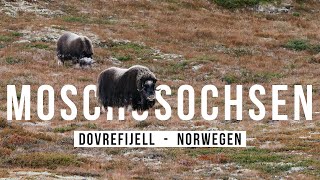 Moschusochsen fotografieren im DOVREFJELL [upl. by Regina]