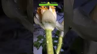 Haemanthus albiflos 🐸 jardinería timelapse flores herbelgarden [upl. by Oinolopa]