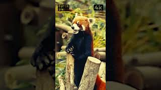 Red Panda Sounds Filmed Live Cute Red Panda Noises On Camera [upl. by Nehtiek]