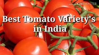 Best Tomato Varietys in India  Gratify Artistic [upl. by Loos]