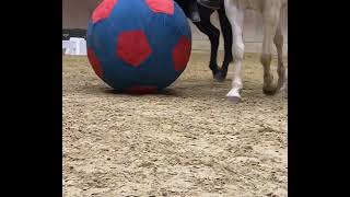 Horseball [upl. by Eek]