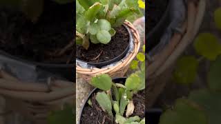 My Christmas cactus pruned amp propagated christmascactus pruning propagation [upl. by Zia248]