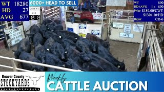 12122023  Beaver County Stockyards Livestock Auction [upl. by Xonel357]