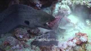 RARE Moray Eel vs Stone Fish [upl. by Sualk]