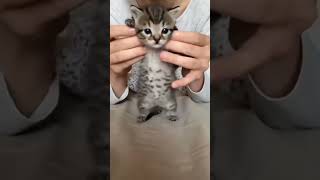 funny animal videos 2024 try not to laugh [upl. by Millar173]