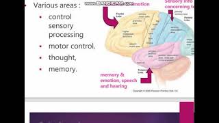 The Nervous System in Urdu part 2 [upl. by Behn479]