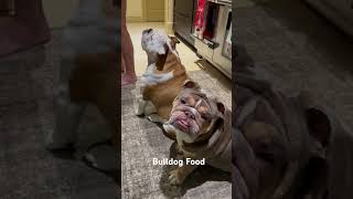 Bulldog Meal Prep bulldog englishbulldog dogfood mealprep puppy [upl. by Eehtomit877]