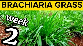 Week 2 How To Grow Brachiaria Grass  Mulato Grass Wonderful Feed For Livestock Farming [upl. by Mlehliw969]