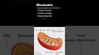 Mitochondria function9 second biologybrainboostertrendingvideoshortsviralauntheticsubscribes [upl. by Verene]