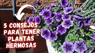 5 CONSEJOS para TENER PLANTAS HERMOSAS en el JARDIN y muy Saludables  flores bellas [upl. by Akimrehs]