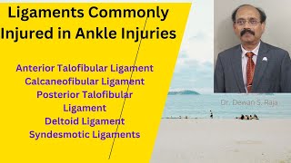 Ligaments Commonly Injured in Ankle Injury [upl. by Wolk66]