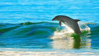 Sanación Milagrosa con Canto y Sonidos de Delfines Ballenas y Orcas  Cetáceos 🐋🐬🐳 Sonido Real 8D [upl. by Assyn377]