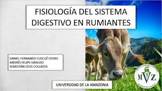 Fisiología del sistema digestivo en Rumiantes en 5 minutos [upl. by Eilrebma414]