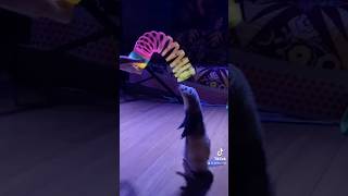 Ferret slinky trick in slow mo slinkytricks [upl. by Gianina]