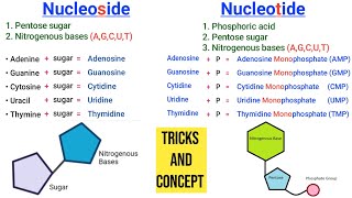 Learn Nucleoside and Nucleotide with one Shortcut  Nucleoside vs Nucleotide [upl. by Ecaj660]