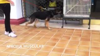 CONTRACTURA MUSCULAR PERRO [upl. by Nomrac]