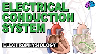 The Electrical Conduction System of the Heart EXPLAINED [upl. by Domineca]